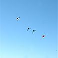 Ninio200568