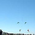 Ninio200569