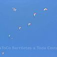 Festivalrosario5