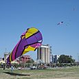 Festivalrosario62