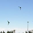Fviento200645