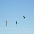 Fviento2006206