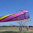 Festivalrosario93