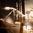 Museo Paleontológico - Trelew