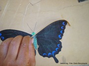 mariposa