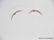 Gaviotas