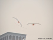 Gaviotas