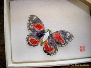 Mariposa de Kong Ling Min