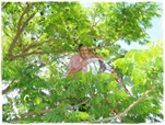 Rescate Arboreo II