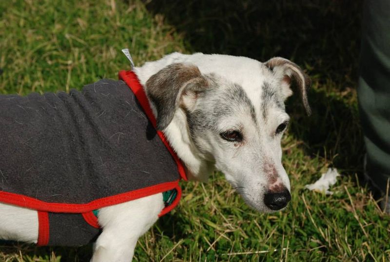 Gatekeeper_de_gustavo