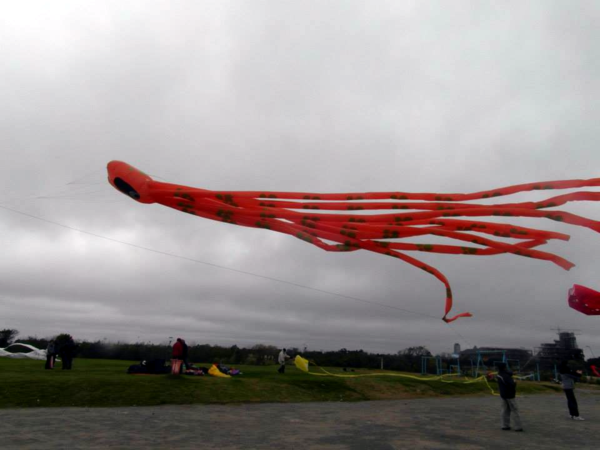 Pulpo-1