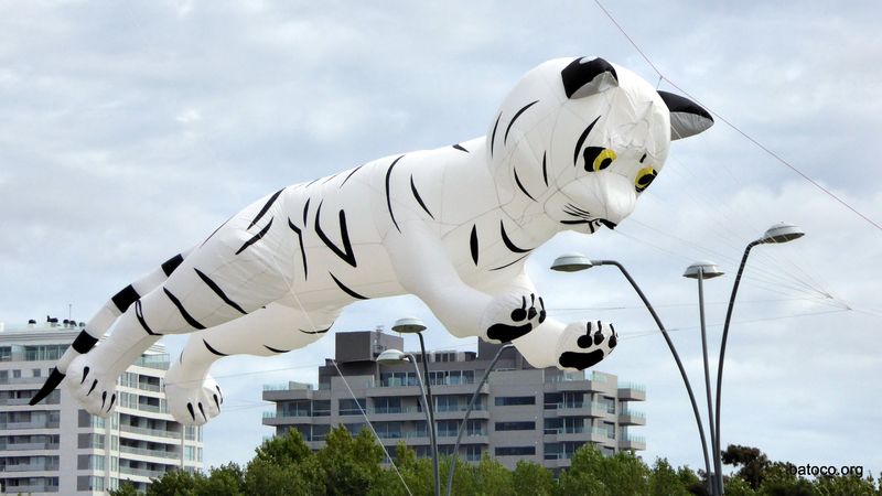 Barrilete tigre blanco