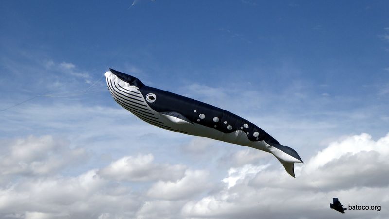Ballena navegando el cielo
