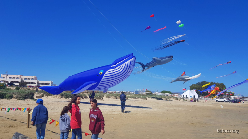 Festival Viento Tongoy 08