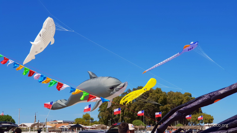 Festival Viento Tongoy 03