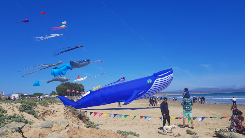 Festival Viento Tongoy 07