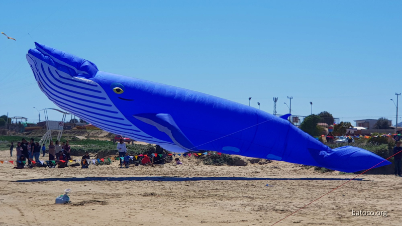 Festival Viento Tongoy 04