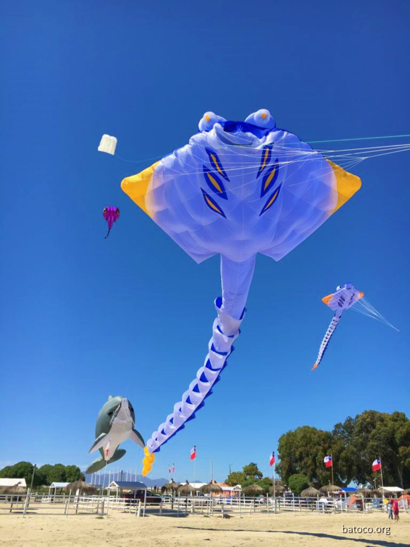 Festival Viento Tongoy 13
