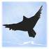 Halcon