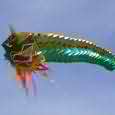 Gran Dragón Gran Dragón