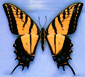 mariposa