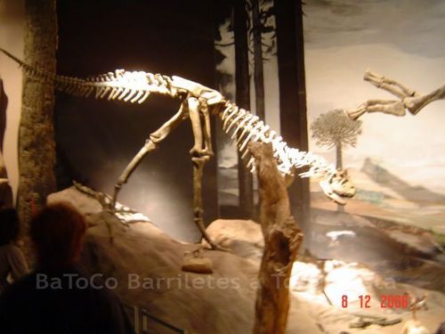 Museo Paleontológico - Trelew